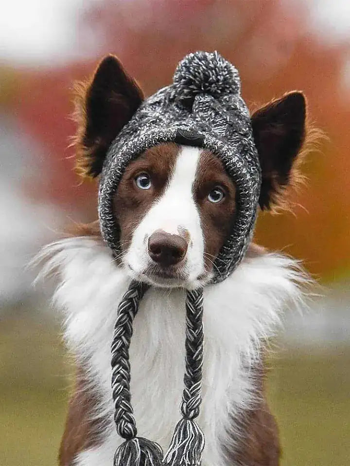 Other - dog accessories