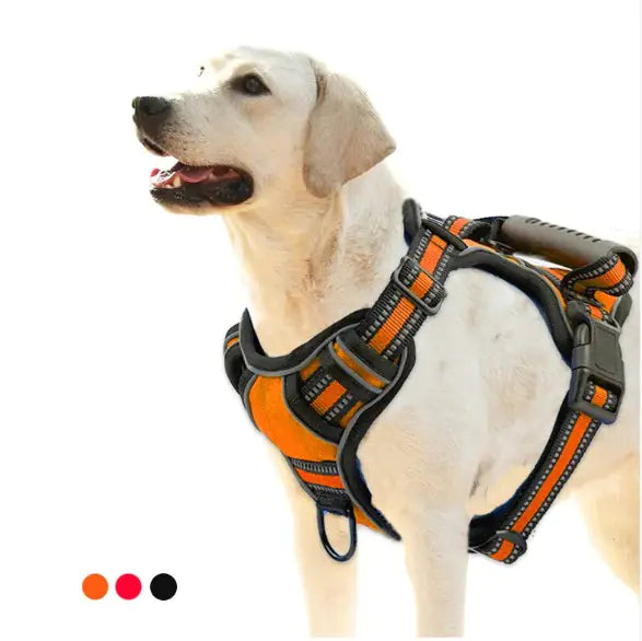 Dog Harness, Collar & Leash